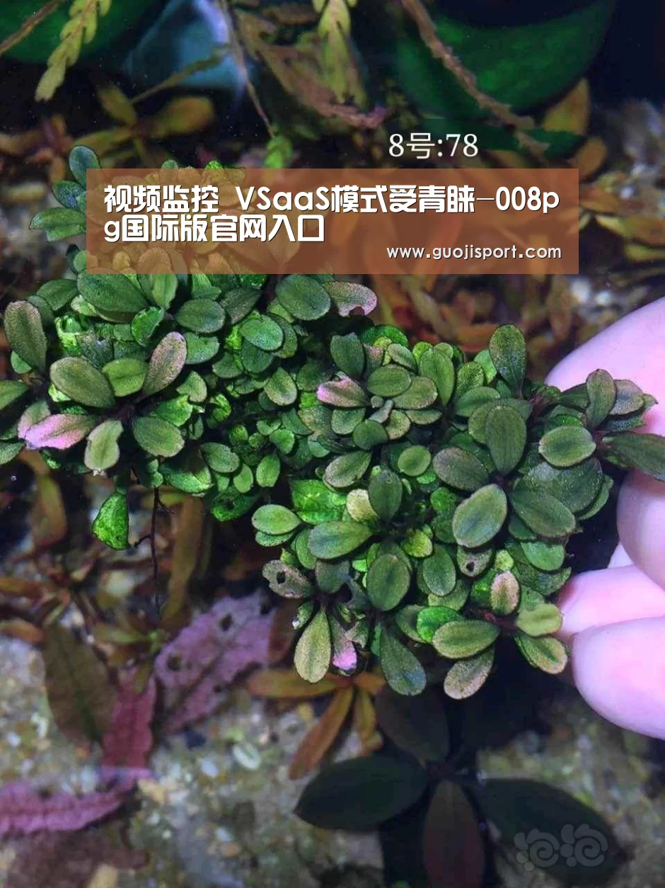 视频监控 VSaaS模式受青睐-008pg国际版官网入口